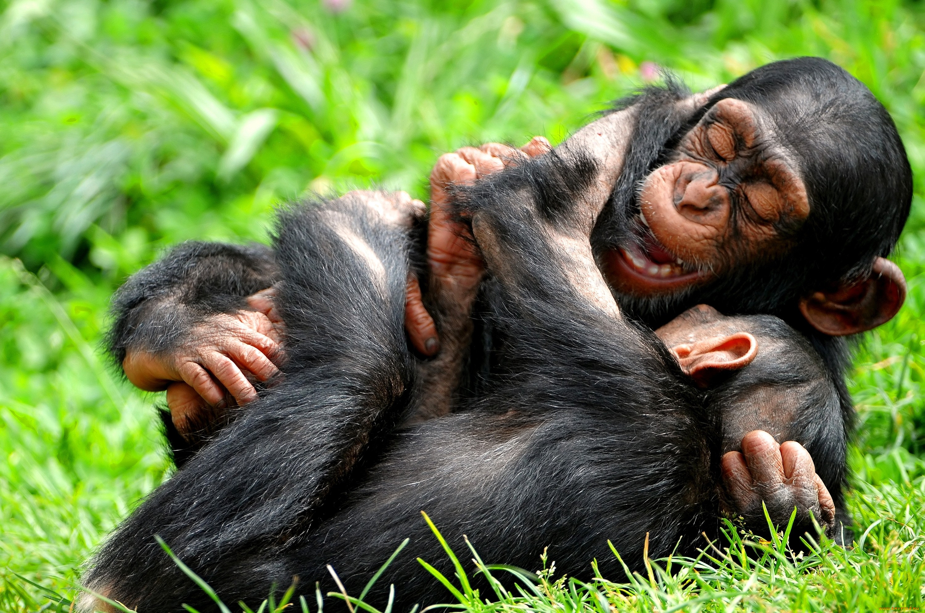 Шимпанзе играть. Обезьяны. Шимпанзе. Обезьяна шимпанзе. Забавные обезьяны.